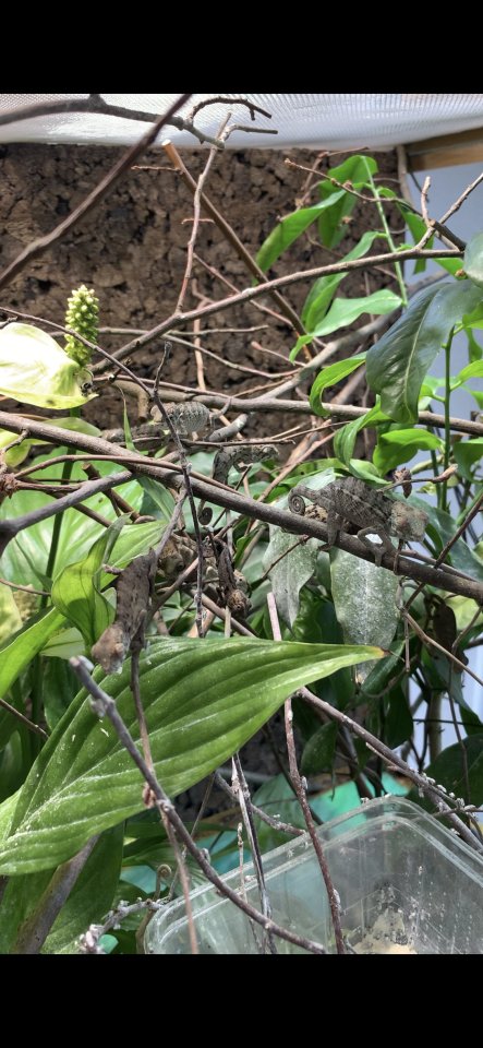 Chamäleon/ Pantherchamäleon/ Furcifer pardalis/ Nosy Faly - Chamaeleon - Rimbach