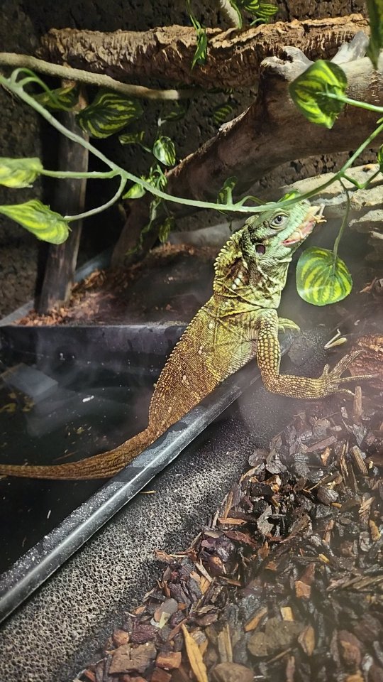 Hydrosaurus celebensis Männliche segelechse dringend zu verkaufen - Echsen - Donauwörth