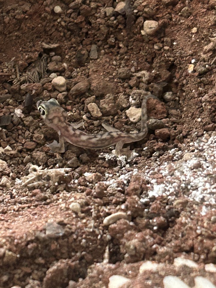 Namibgecko Pachydactylus Rangei - Gecko - Dortmund