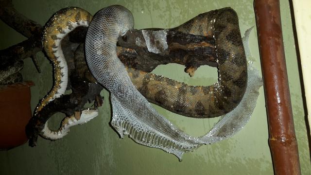 Corallus hortulanus - Schlangen Boa - Tramm