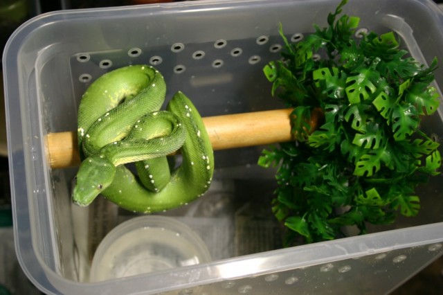 Verkaufe meine 1.1 Aru Gree Baum KönigsPython Morelia viridis - Schlangen Python - memmingen