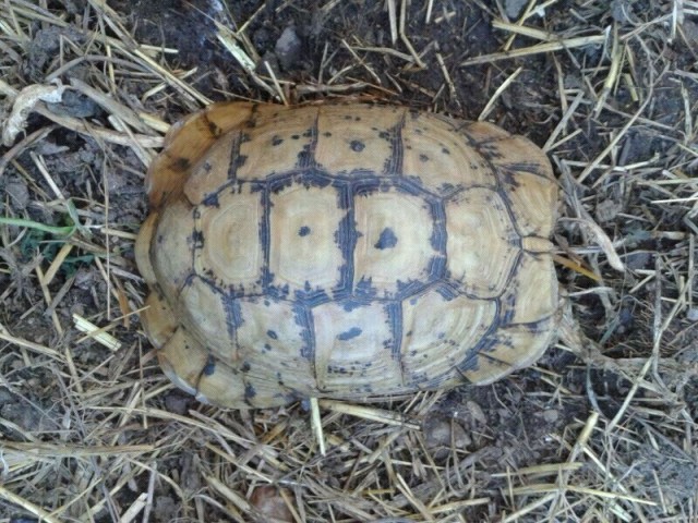 1.0 Testudo graeca graeca - Schildkroeten - München