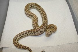 Dunkler Tigerphython 0.1 Caramal Poss Green - Schlangen - Ober-Mörlen