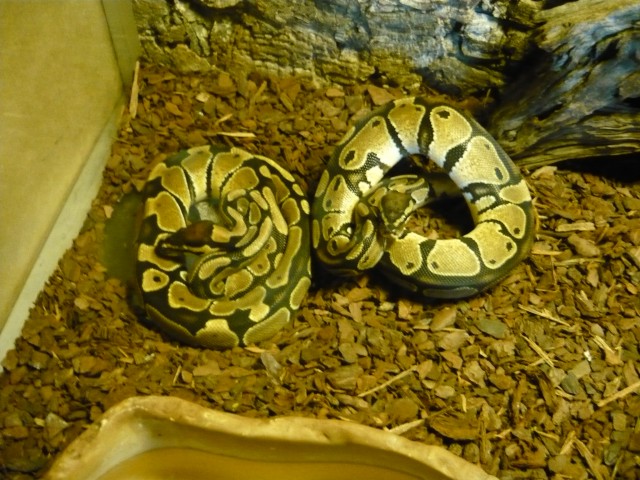 Königspython  het. Albino Zuchtgruppe!!!!!!! - Schlangen Python - Brandenburg
