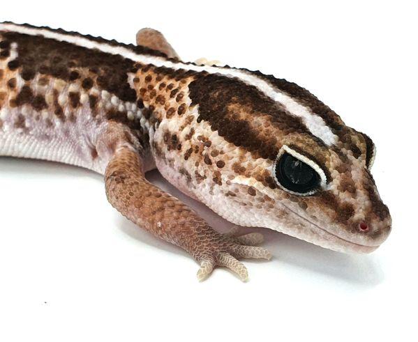 Afrikanischer Fettschwanzgecko (African Fat Tail) Classic Stripe Männchen 2020 - Gecko - Frankfurt
