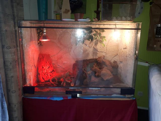 Bartagame inklusive Terrarium und Zubehör  - Bartagame - Breitenberg