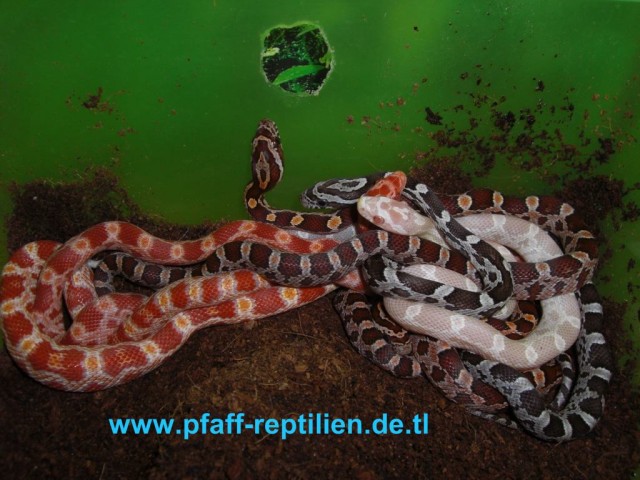 Sehr schöne Kornnattern von 2010 abzugeben!!! - Schlangen Natter - Worms