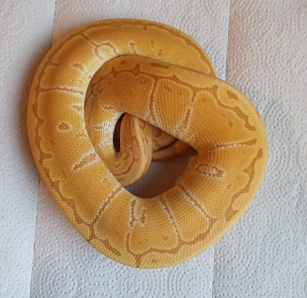 1.0 Hurricane Pinstripe Ultramel von 2024 - Schlangen - Wilnsdorf