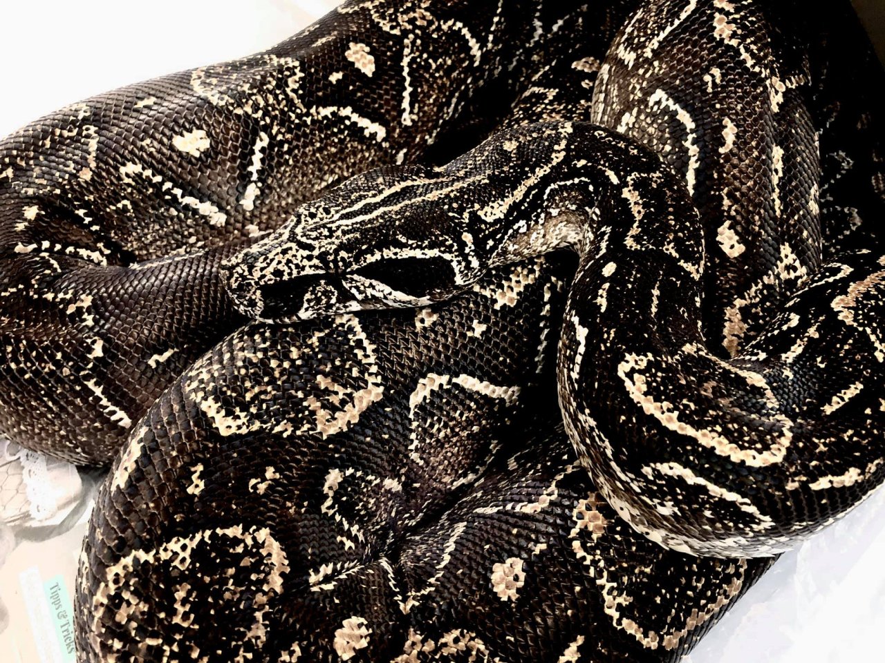 Suche adulte 0.1 Boa Constrictor Occidentalis - Schlangen - Tulln an der Donau