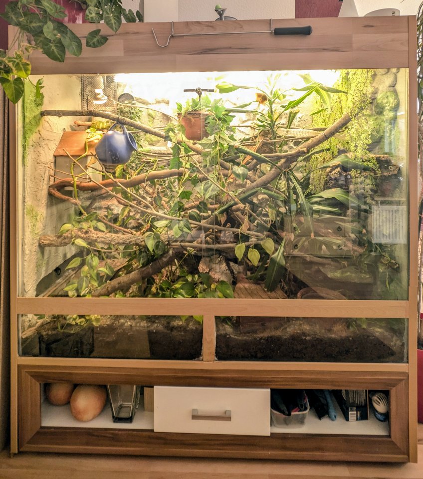 Großes Terrarium mit zwei weiblichen Kornnattern - Schlangen - Wunstorf