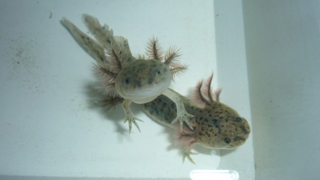 Axolotl abzugeben - Salamander - Hannover