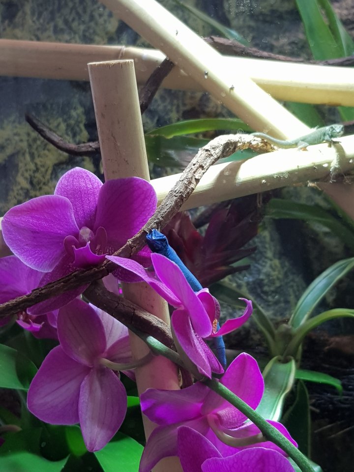 Lygodactylus williamsi - Echsen - Hettstedt