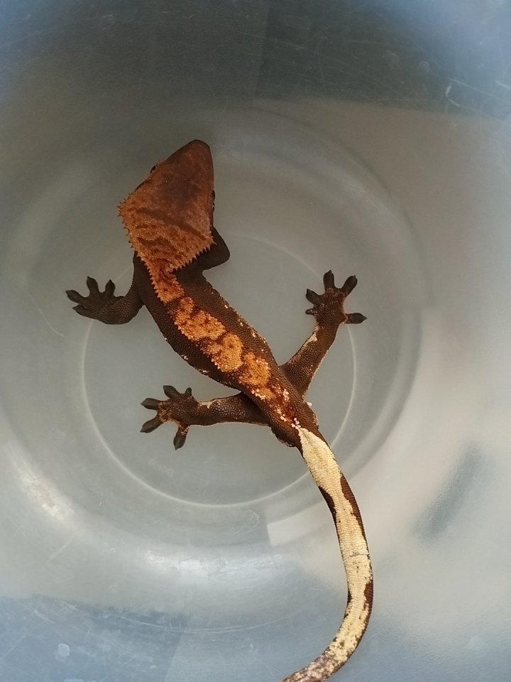 Kronengecko 10 Monate alt - Gecko - Bitburg