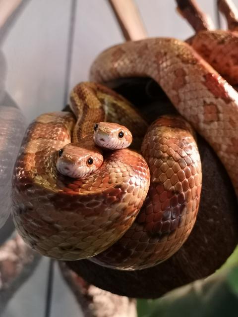 2 Kornnattern mit Terrarium  - Schlangen Natter - Köthen