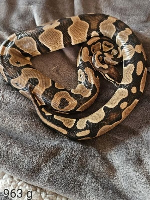 Königspython NZ 2020 Axanthic TSK / Pied - Schlangen - Lahr