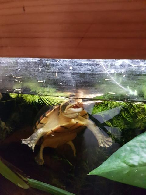 Wasserschildkröte Kinosternon leucostomum postinguinale - Sonstige Reptilien - Nordendorf