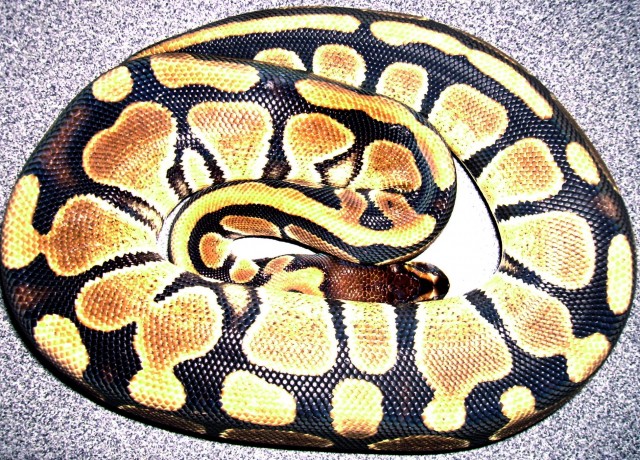 Verkaufe HIGH CONTRAST KÖPY - Schlangen Python - Baden-Württemberg