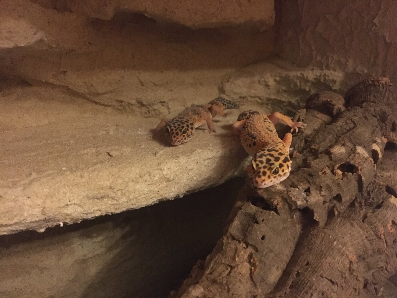 Zwei Leopardgeckos zu verschenken - Gecko - Markt St. Martin