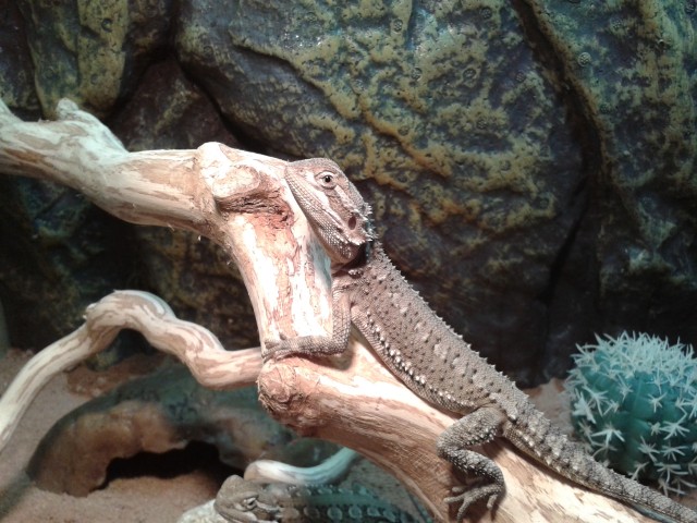 Zwergbartagame  - Bartagame Zwergbartagame - Weimar