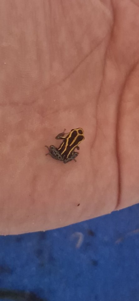 Pfeilgiftfrösche-Ranitomeya variabilis - Sonstige Reptilien - Dresden