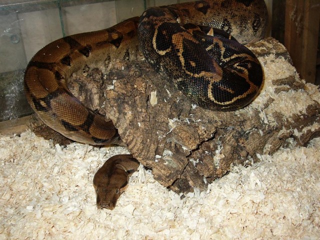Boa c. imperator Weibchen DNZ 2005 - Schlangen Boa - Singen