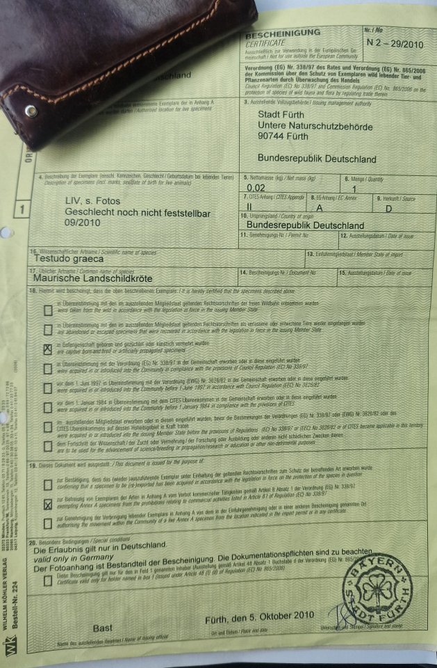 Maurische Landschildkröte, Bock 15 Jahre alt - Schildkroeten - Radeberg, Sachsen