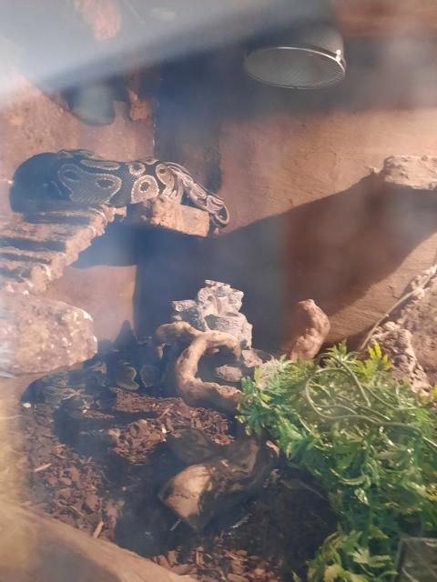 Schlangen abzugeben  - Schlangen Python - Buchloe ST Lindenberg