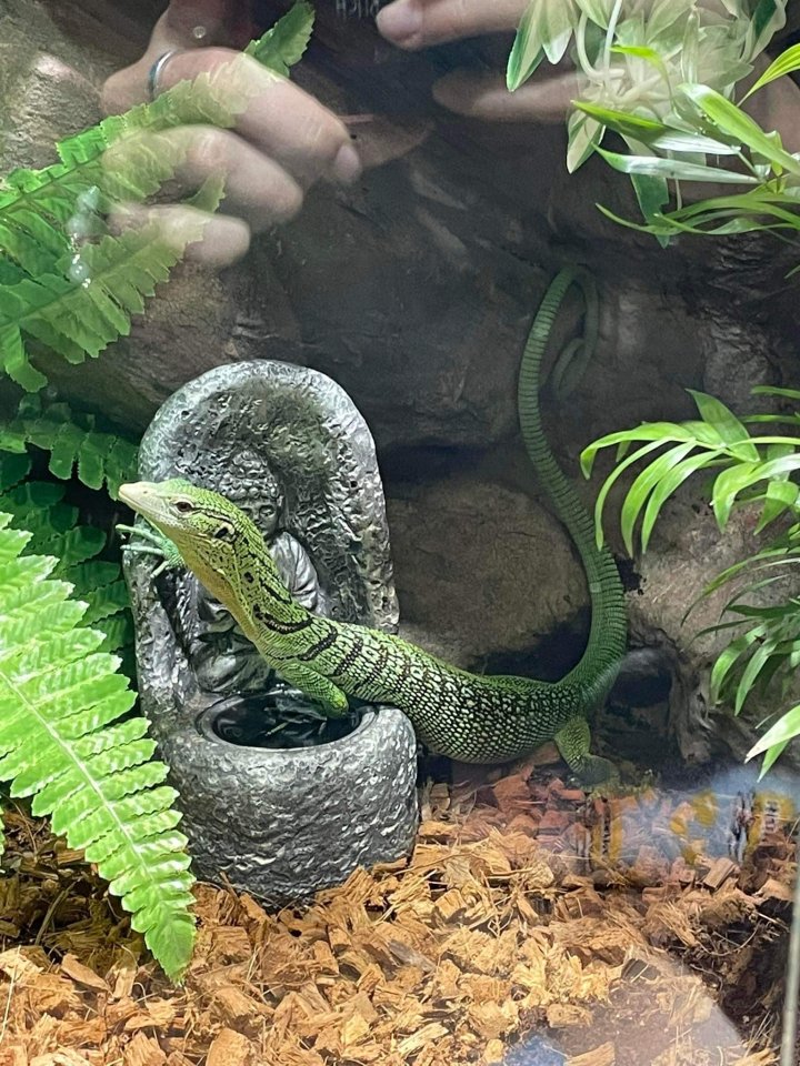 Terrarium und Varanus prasinus männchen - Warane - Heringsdorf 