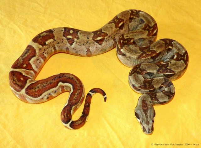 1,0 Kaiserboa SALMON HET. ALBINO (DH SUNGLOW), NZ 2013 - Schlangen Boa - Witzenhausen