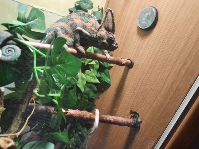 Terrarium mit jemen Chamäleon  - Chamaeleon - Leipzig 