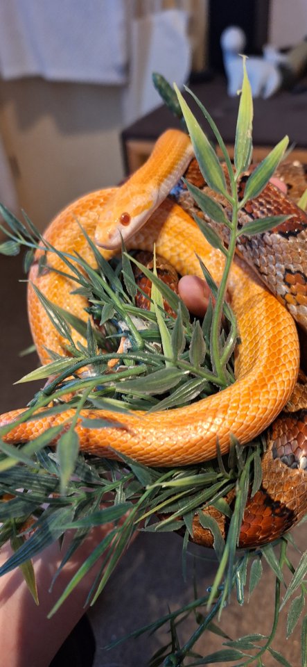 2 kornnattern inkl Terrarium und Zubehör - Schlangen - Ibbenbüren
