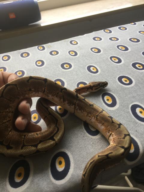 Königspython Spider Weibchen 3 Jahre mit Terrarium und Co.  - Schlangen Python - Wertheim