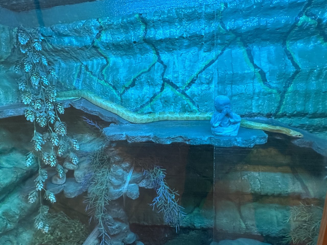 Kornnatter inkl. Terrarium - Schlangen - Eutin