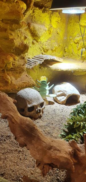 4 Geckos samt Terrarium  - Gecko - Kirchheim unter Teck