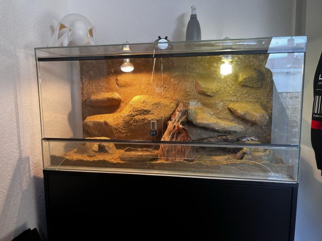 Leopardgecko Weibchen Paar + Terrarium und Equipment - Gecko - Aschaffenburg