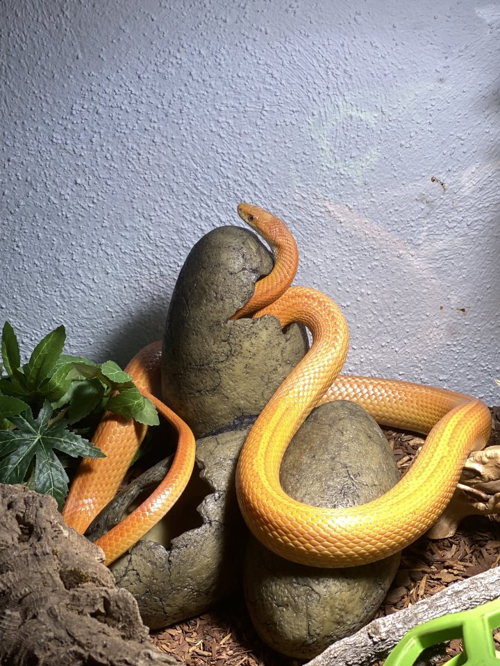 Kornnatter, männlich (inklusive Terrarium, verhandelbar) - Schlangen - Sulzbach am Main
