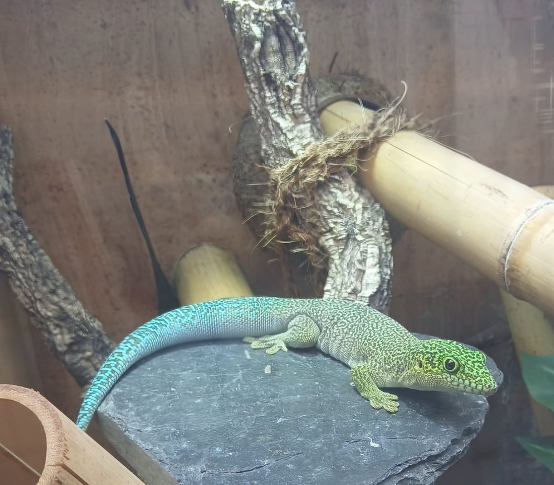 Phelsuma standingi (NZ) - Dornwaldgecko - Gecko - Wöllstadt