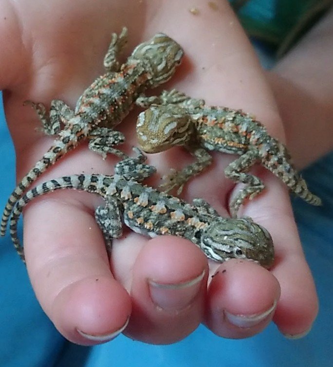 Zwergbartagamen Pogona Henrylawsoni - Bartagame - Lüneburg