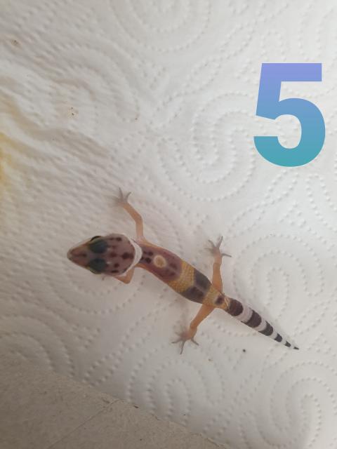 Leopardgeckos  Jungtiere  - Echsen - Bad Eisen