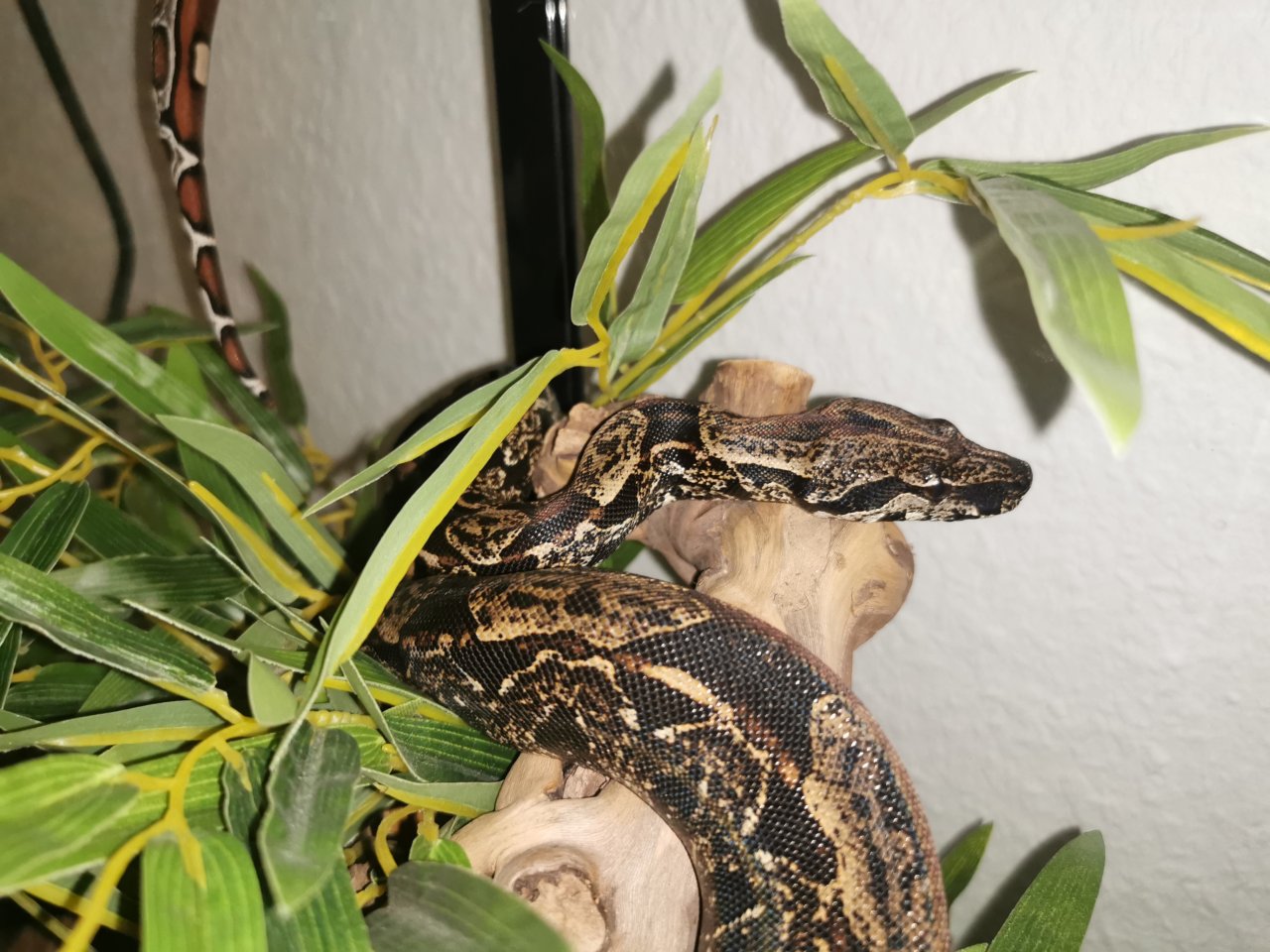 Not Verkauf Boa Constrictor Imperator - Schlangen - Waiblingen