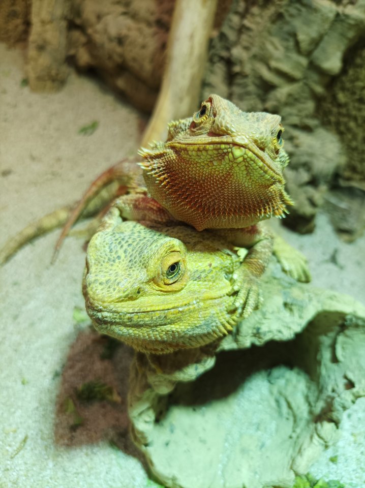 Suche ein Bartagamen Weibchen - Bartagame - Neustadt am Rübenberge