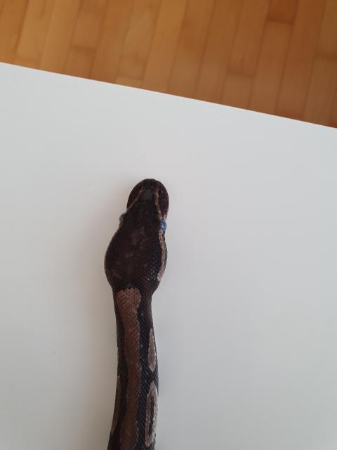 Königspython weiblich  - Schlangen Python - München