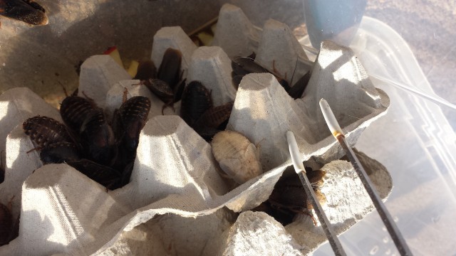 Argentinische Waldschaben - Futtertiere - Buxtehude