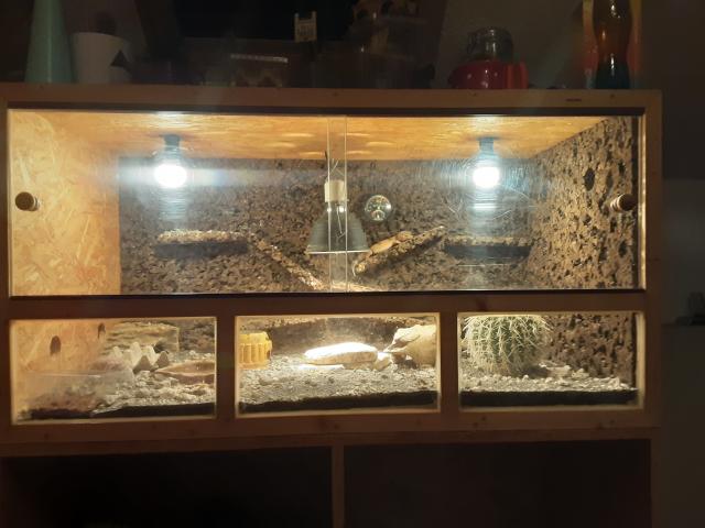 4 Leopardengeckos mit Terrarium  - Gecko - Wittstock 