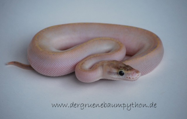 Diverse Königspython-Nachzuchten ENZ 2010 - Schlangen Python - Stühlingen