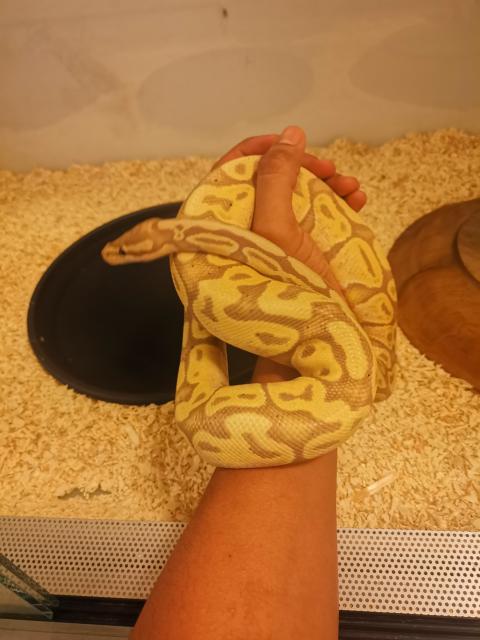2 königspythons zu verkaufen - Schlangen Python - Jülich 