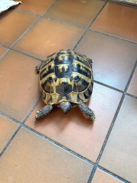 Paar Griechische Landschildkröten - Schildkroeten - Frankfurt