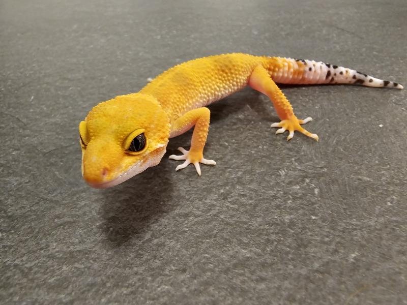 Biete Leopardgecko Nachzuchten 2023 und 2022 (Eublepharis macularius) bei Hambur - Echsen - Hamburg