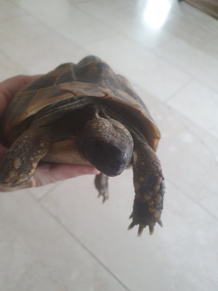 Griechische Landschildkröten w 2008 - Schildkroeten - Backnang