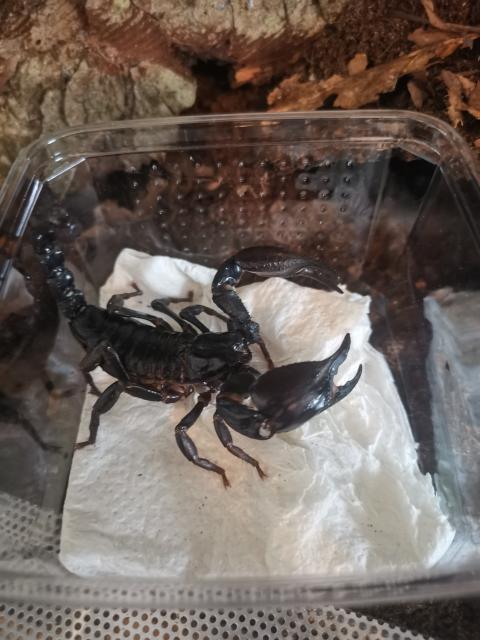 Heterometrus laoticus (schwarzer Laos Skorpion)  - Sonstige Reptilien - Balingen